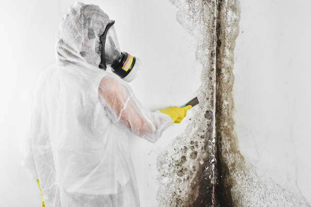 Best Fast Mold Removal  in Jonesville, NC