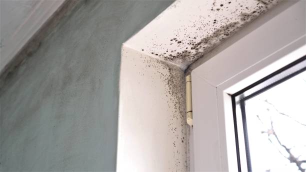 Best Mold Damage Repair  in Jonesville, NC